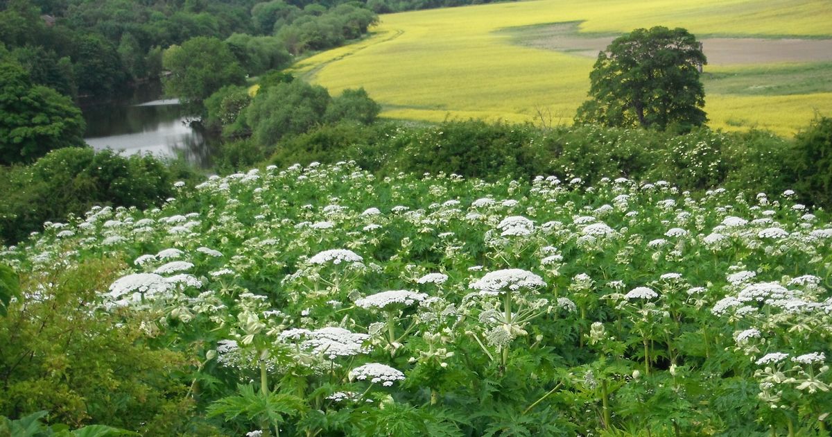 Full list of Kent’s Giant Hogweed hotspots where you’re most likely to be stung